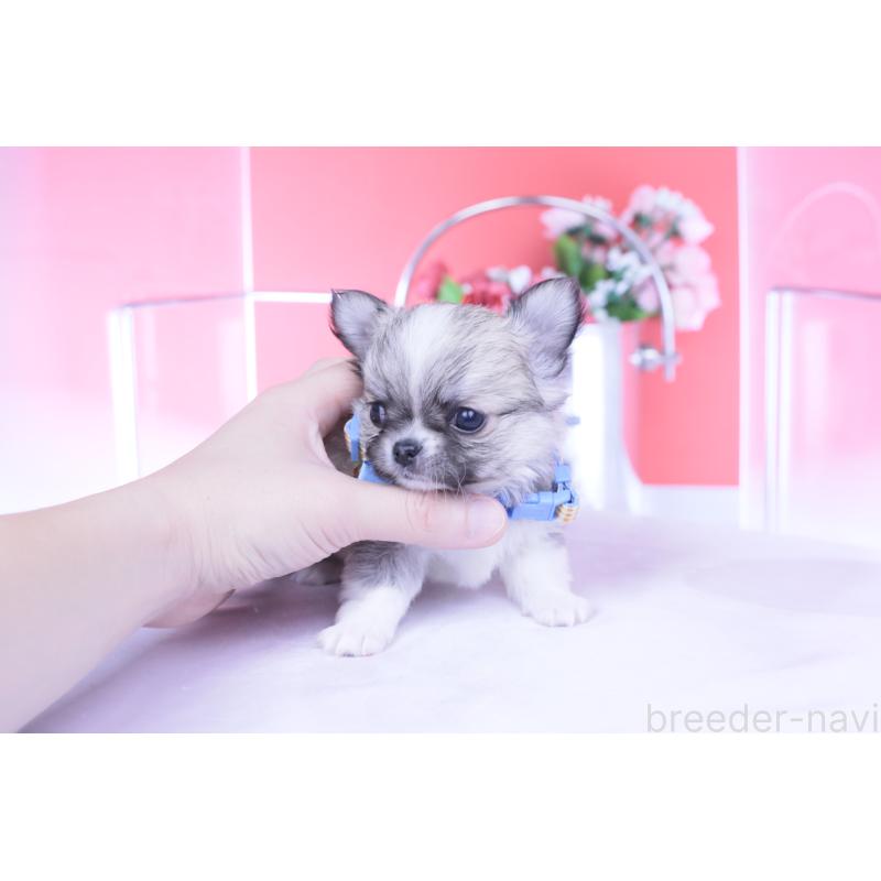 販売中の愛知県のチワワ(ロングコート)-435821の10枚目