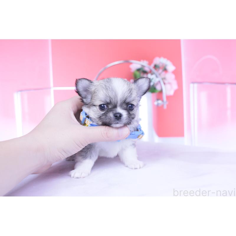 販売中の愛知県のチワワ(ロングコート)-435821の9枚目