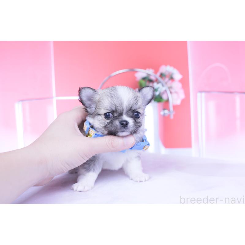 販売中の愛知県のチワワ(ロングコート)-435821の8枚目