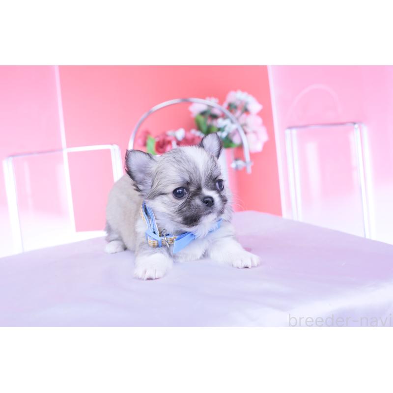 販売中の愛知県のチワワ(ロングコート)-435821の7枚目