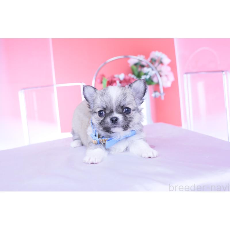 販売中の愛知県のチワワ(ロングコート)-435821の6枚目