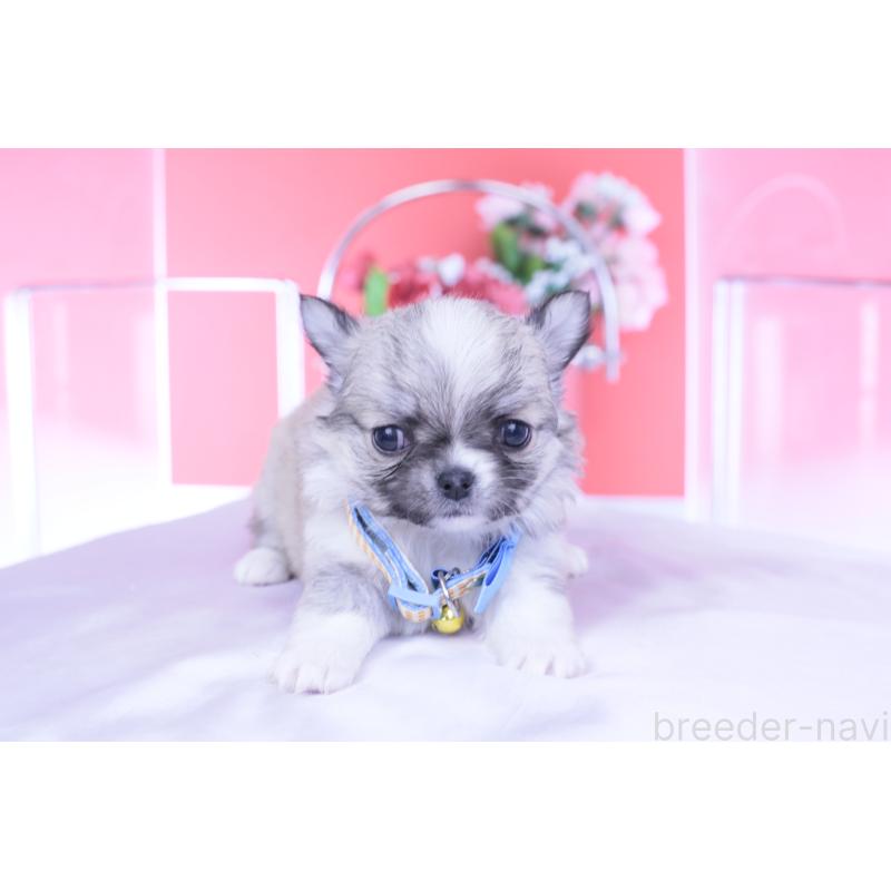 販売中の愛知県のチワワ(ロングコート)-435821の4枚目