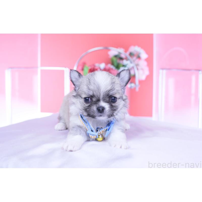 販売中の愛知県のチワワ(ロングコート)-435821の3枚目