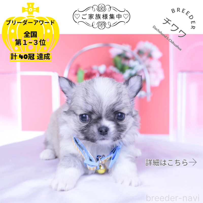 販売中の愛知県のチワワ(ロングコート)-435821の1枚目