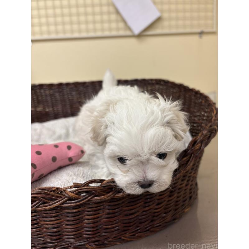 販売中の愛知県のマルチーズ-435822の6枚目