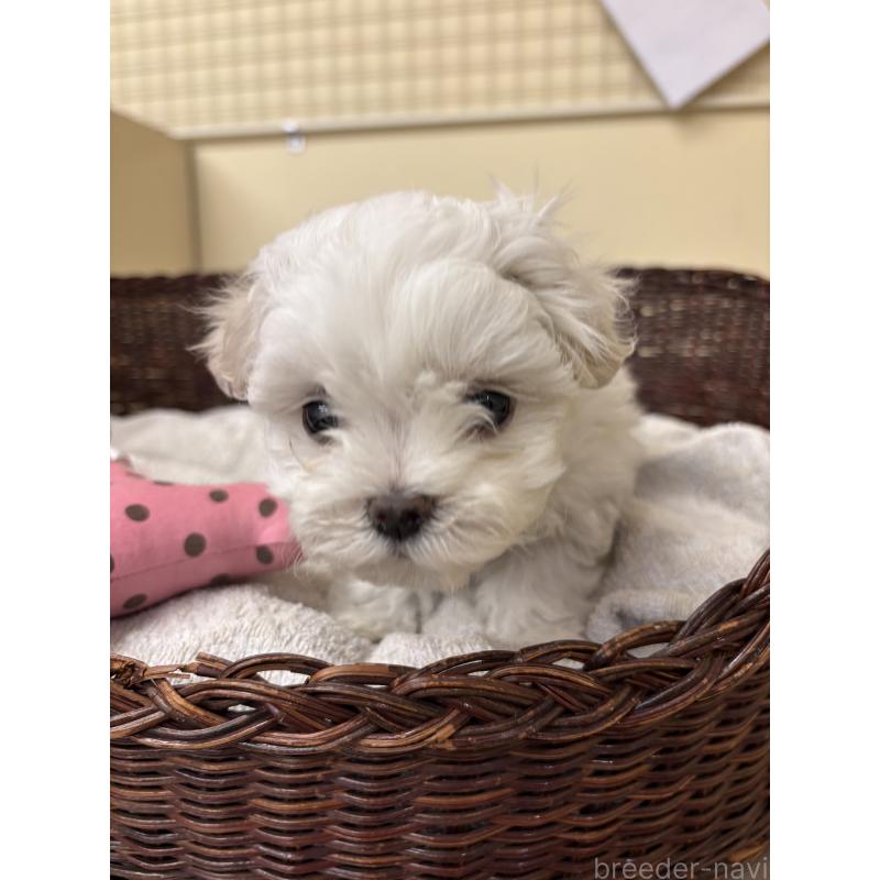 販売中の愛知県のマルチーズ-435822の5枚目