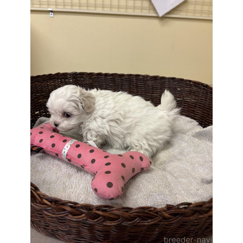 販売中の愛知県のマルチーズ-435822の4枚目