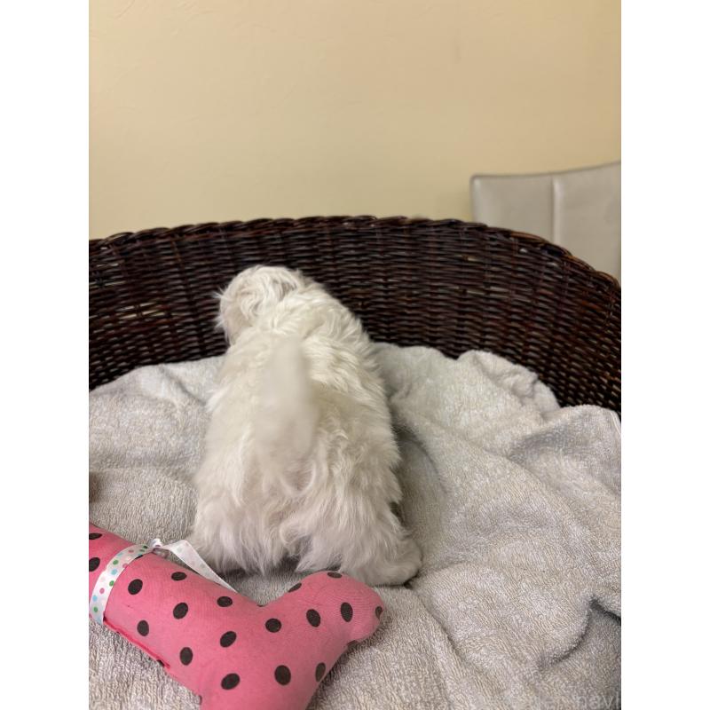 販売中の愛知県のマルチーズ-435822の3枚目