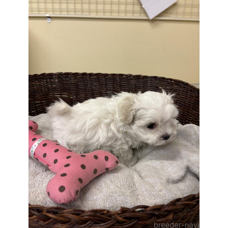 販売中の愛知県のマルチーズ-435822の2枚目