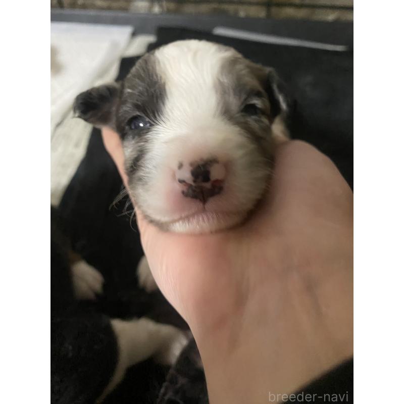 販売中の岡山県のボーダーコリー-435823の3枚目