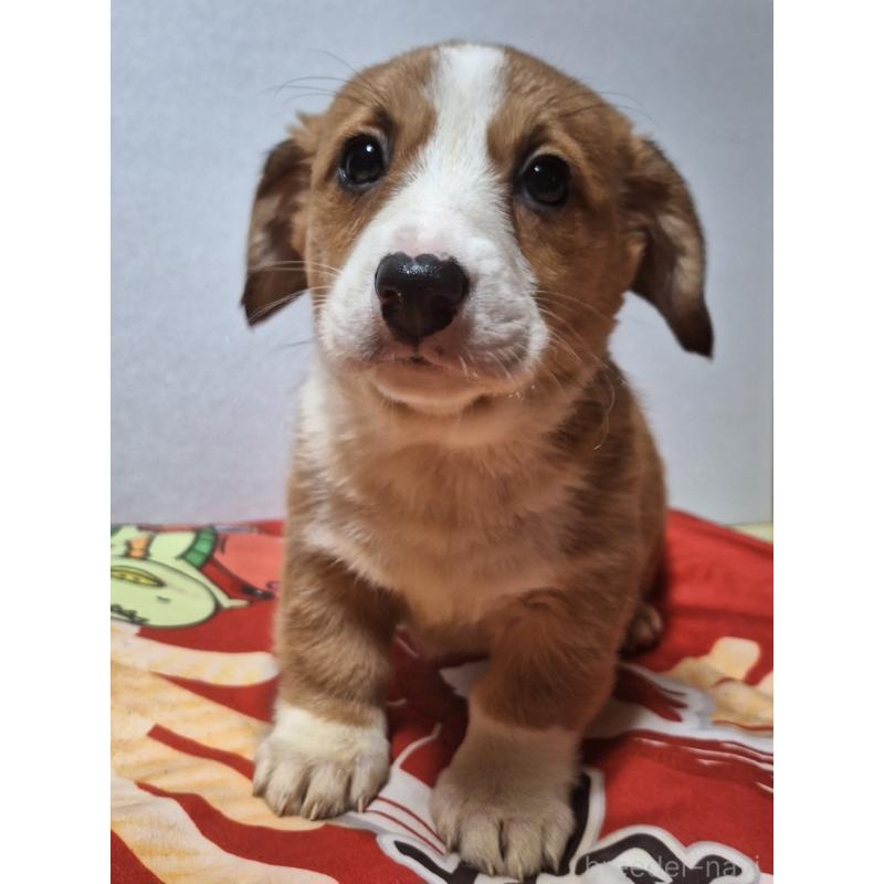 販売中の神奈川県のミックス犬-430845の15枚目