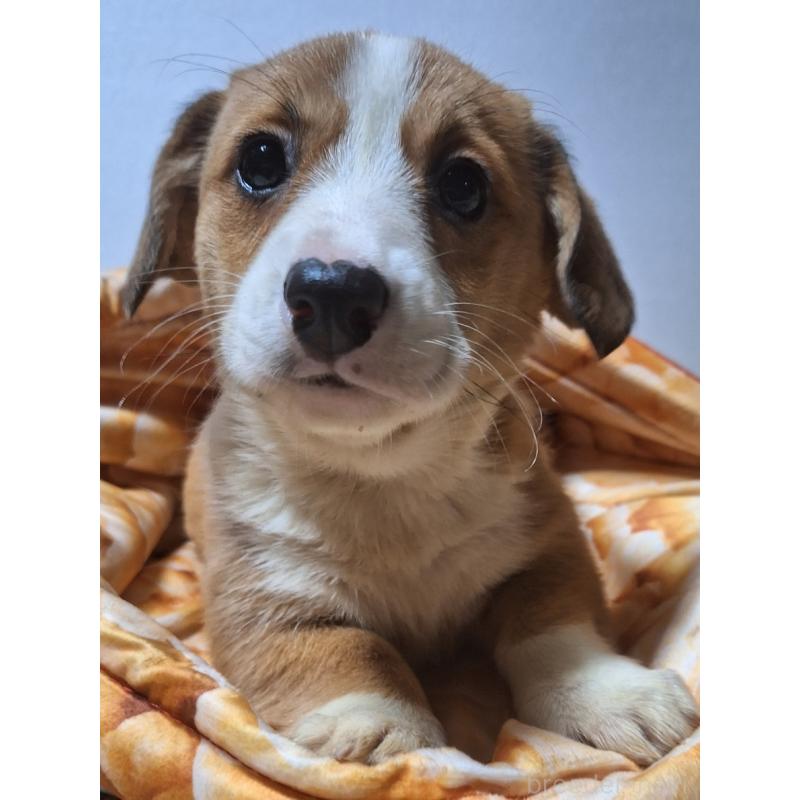 販売中の神奈川県のミックス犬-430845の14枚目