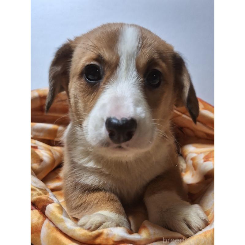 販売中の神奈川県のミックス犬-430845の13枚目