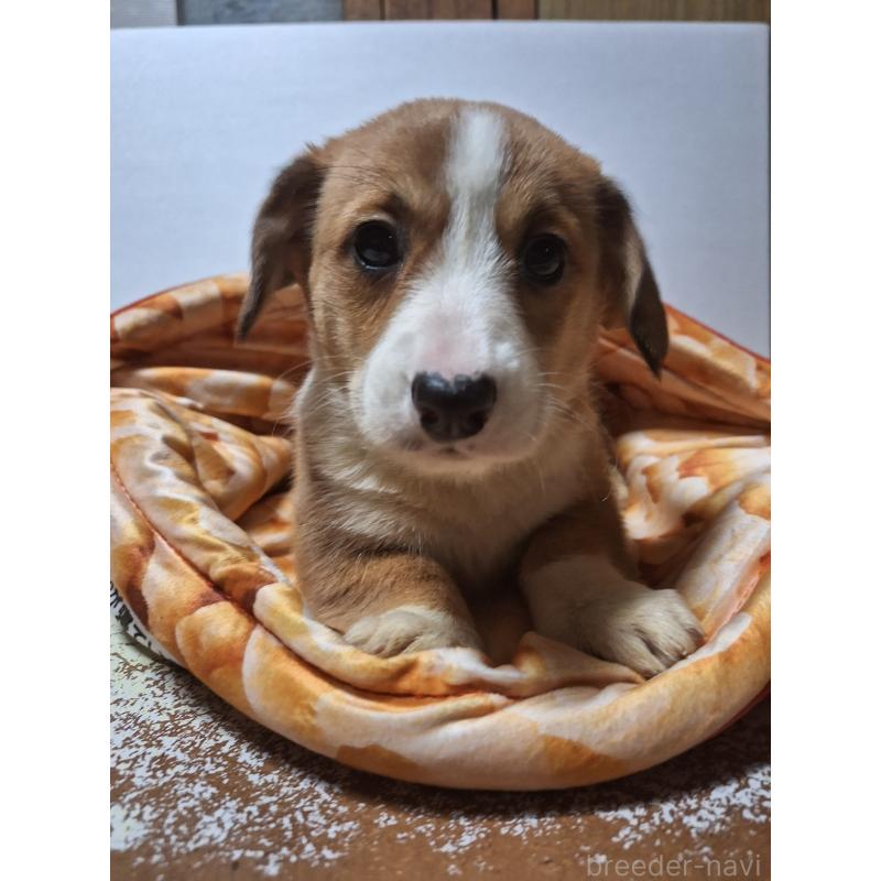 販売中の神奈川県のミックス犬-430845の12枚目