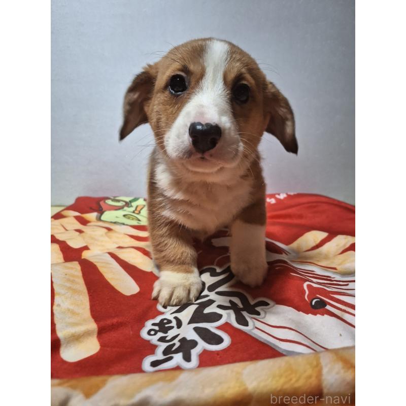 販売中の神奈川県のミックス犬-430845の11枚目