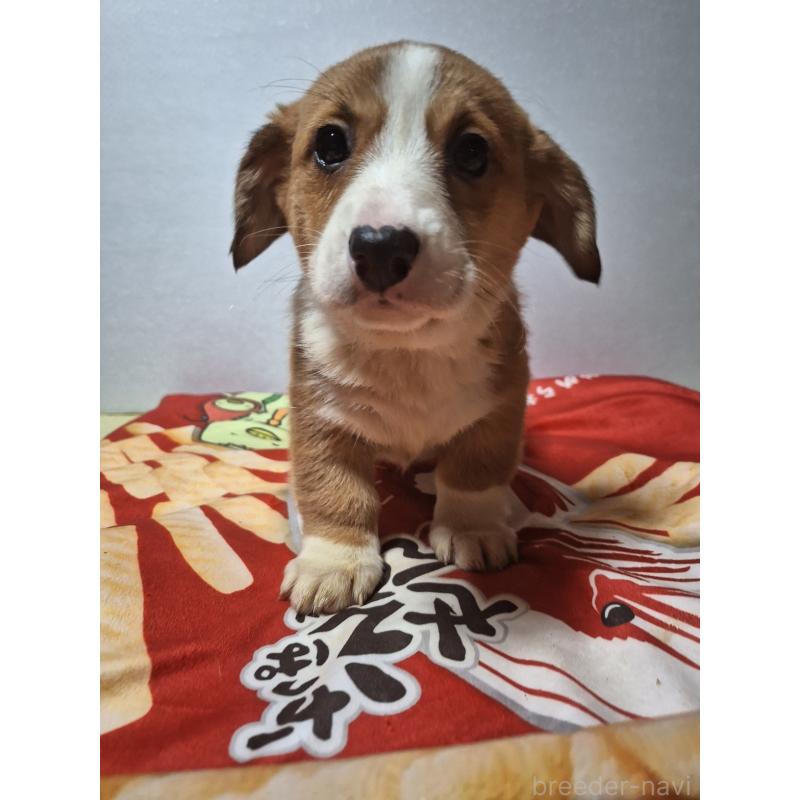 販売中の神奈川県のミックス犬-430845の10枚目