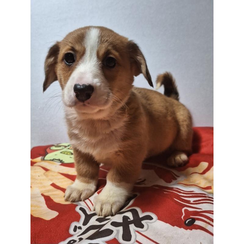 販売中の神奈川県のミックス犬-430845の9枚目