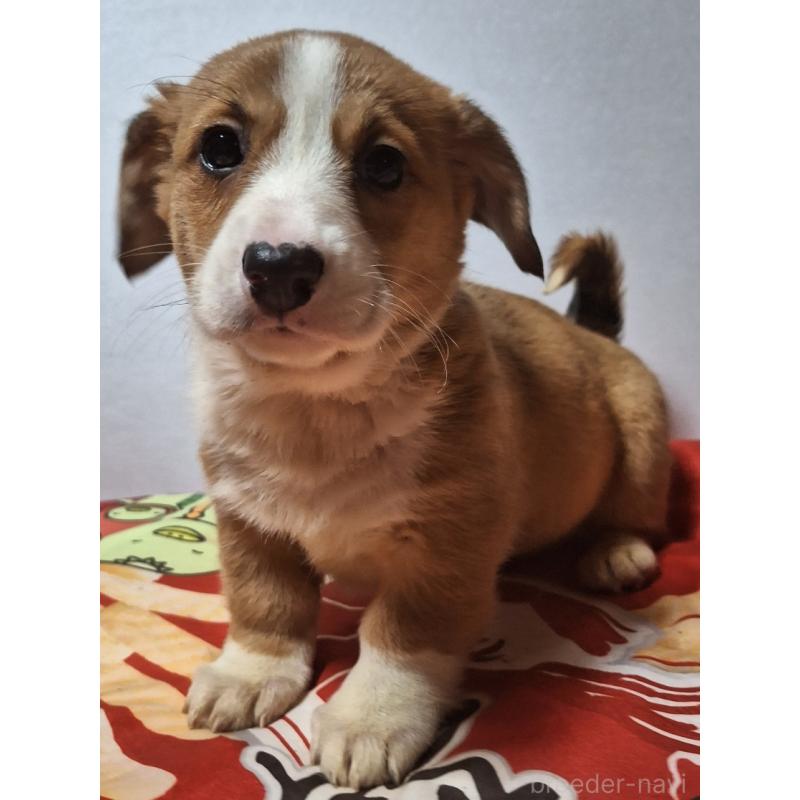 販売中の神奈川県のミックス犬-430845の8枚目