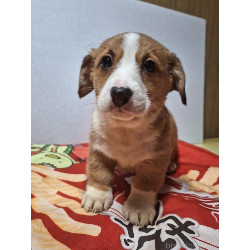 販売中の神奈川県のミックス犬-430845の7枚目