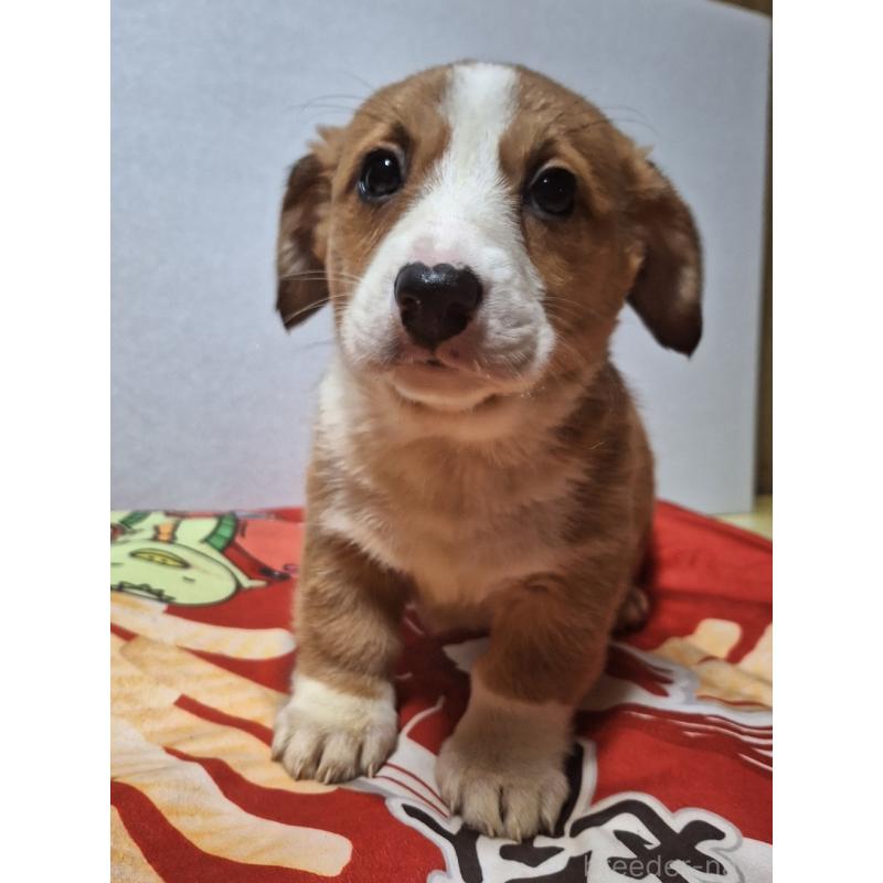 販売中の神奈川県のミックス犬-430845の6枚目