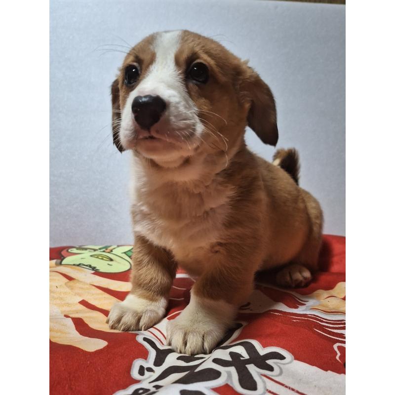 販売中の神奈川県のミックス犬-430845の4枚目