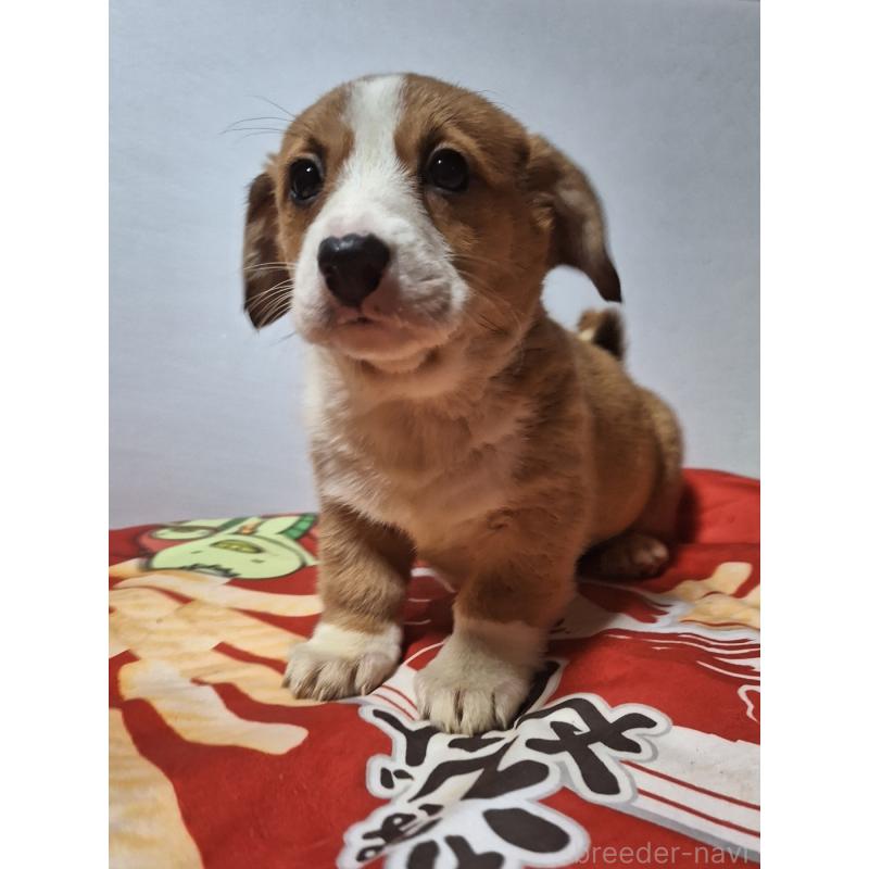 販売中の神奈川県のミックス犬-430845の3枚目