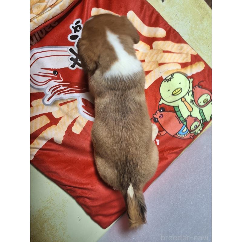 販売中の神奈川県のミックス犬-430845の2枚目