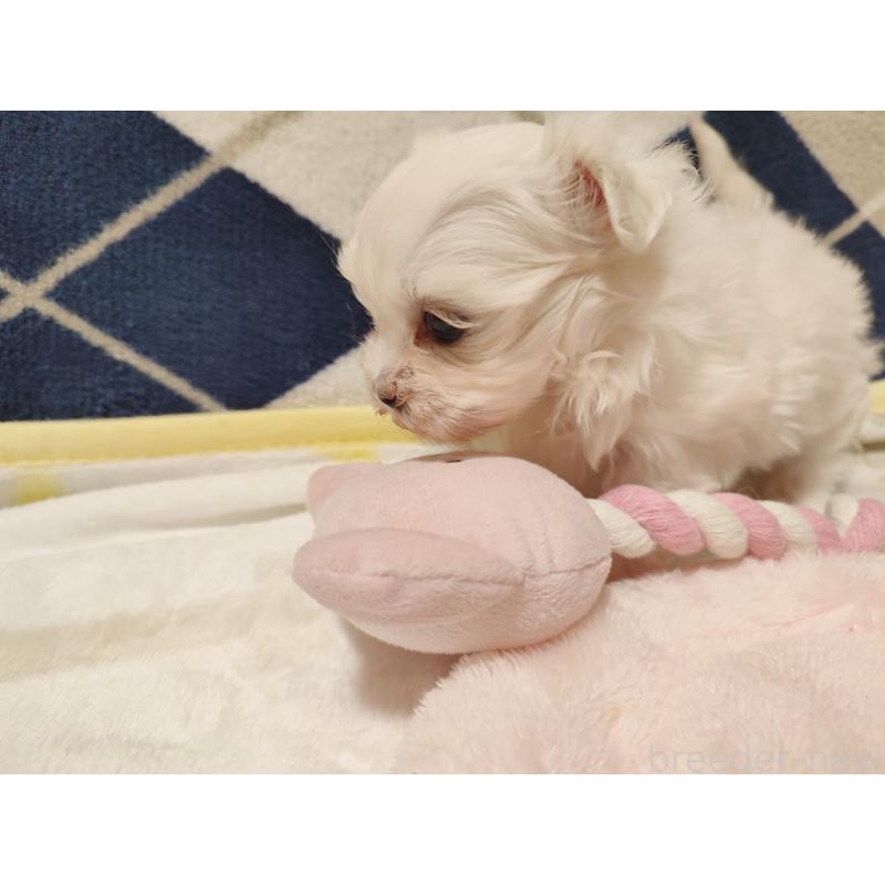 販売中の岡山県のマルチーズ-435827の2枚目