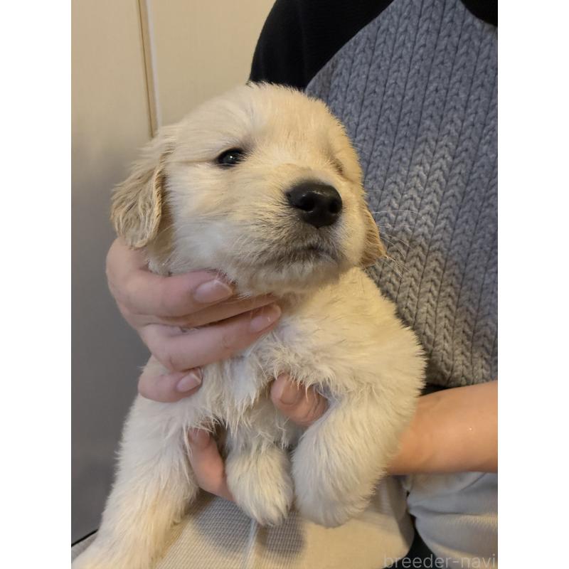 成約済の愛知県のゴールデンレトリーバー-435829の1枚目