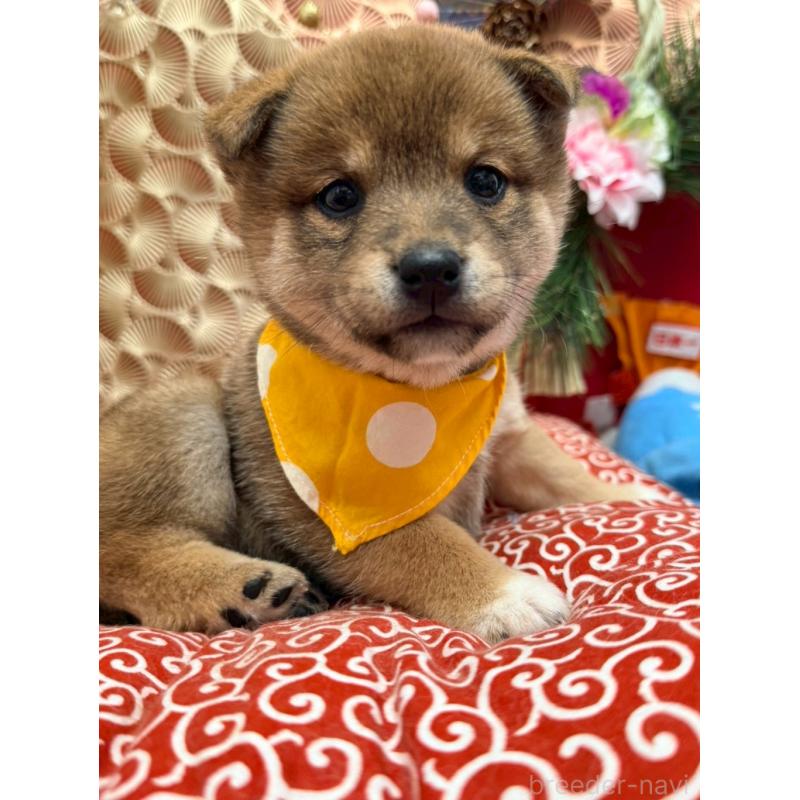 販売中の山形県の豆柴-433730