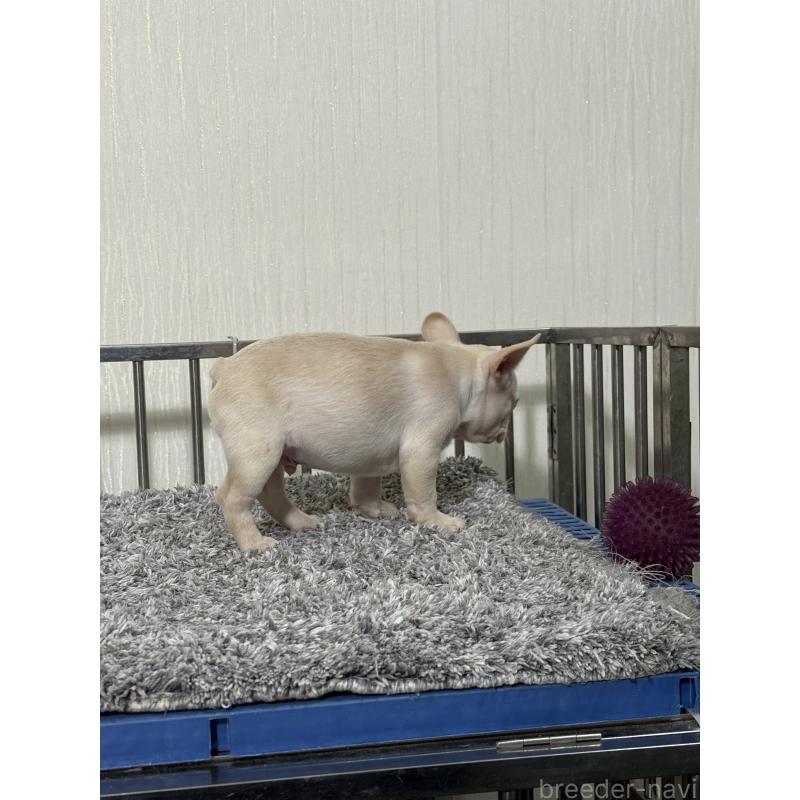 販売中の茨城県のフレンチブルドッグ-432921の5枚目