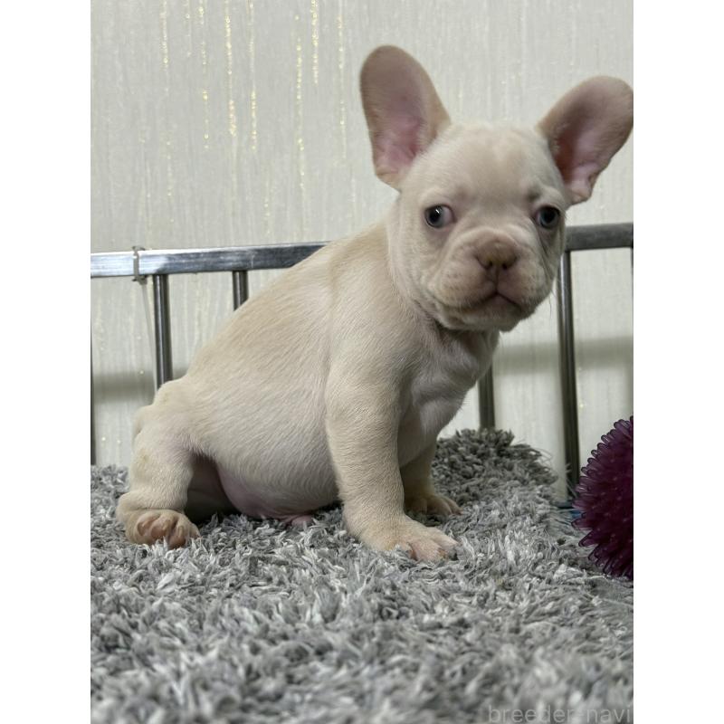 販売中の茨城県のフレンチブルドッグ-432921の4枚目