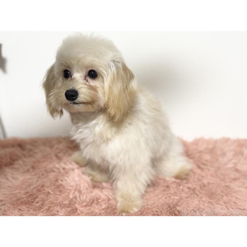 成約済の埼玉県のポメプー:ポメラニアン×トイプードル-426744の5枚目