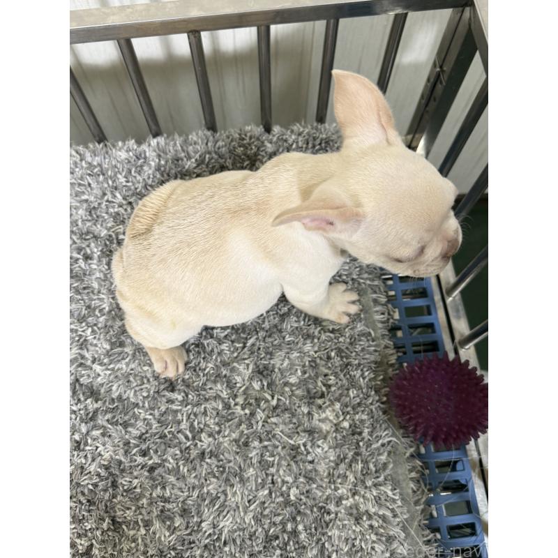 販売中の茨城県のフレンチブルドッグ-432921の3枚目