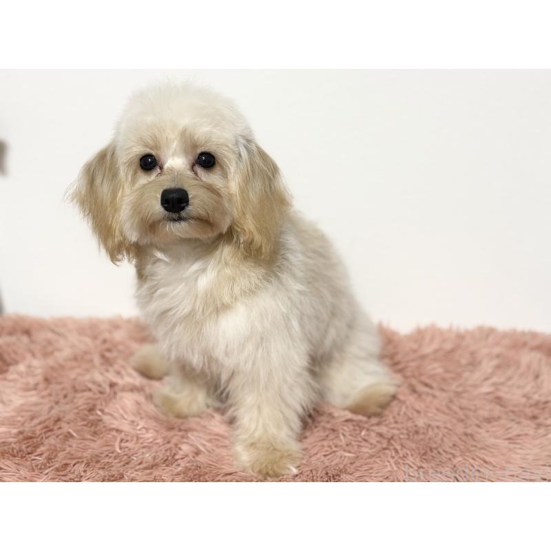 成約済の埼玉県のポメプー:ポメラニアン×トイプードル-426744の4枚目