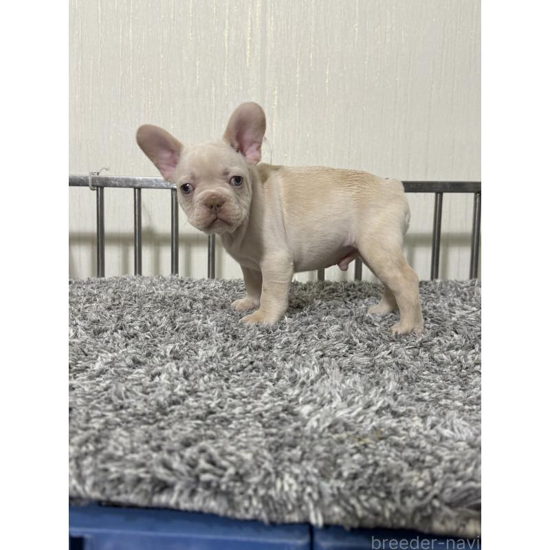 販売中の茨城県のフレンチブルドッグ-432921の2枚目