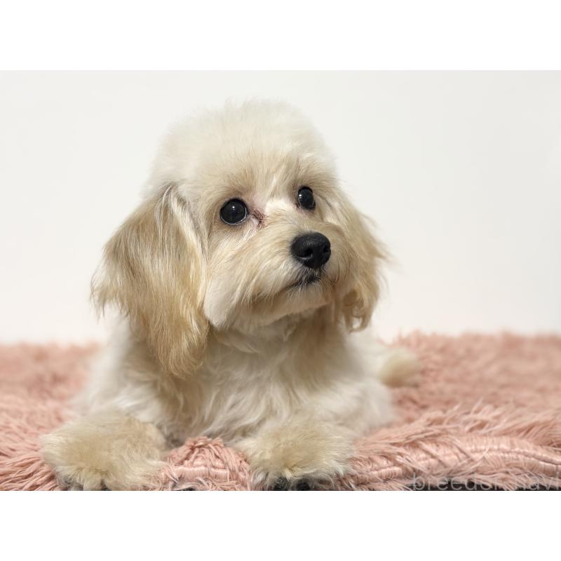 成約済の埼玉県のポメプー:ポメラニアン×トイプードル-426744の3枚目