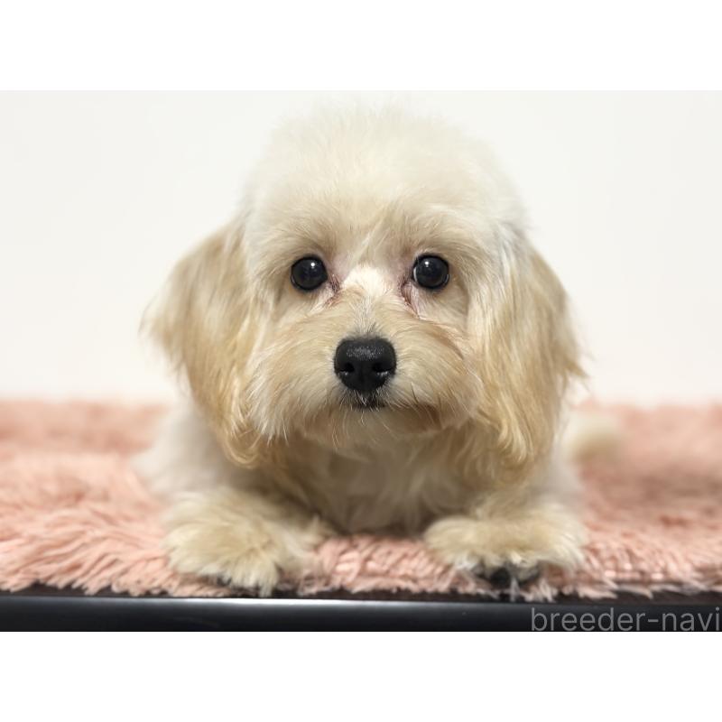 成約済の埼玉県のポメプー:ポメラニアン×トイプードル-426744の1枚目