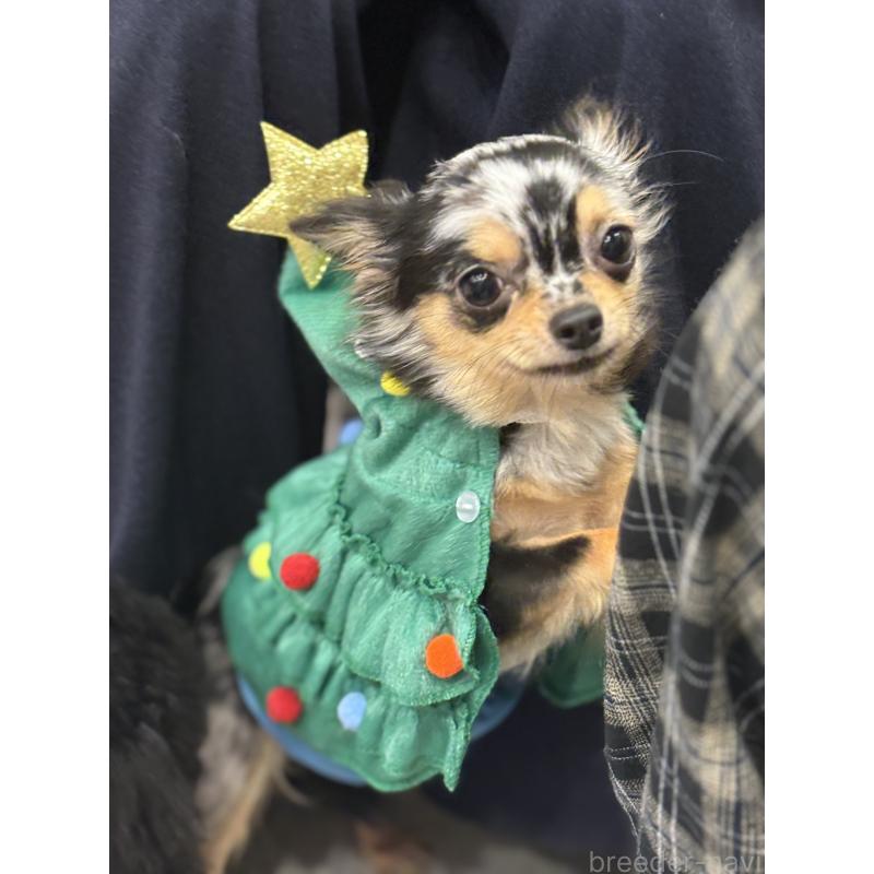 販売中の東京都のチワワ(ロングコート)-435836の5枚目