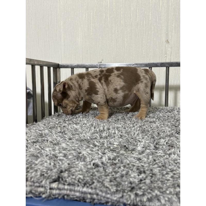 成約済の茨城県のエキゾチックブリー-432916の5枚目