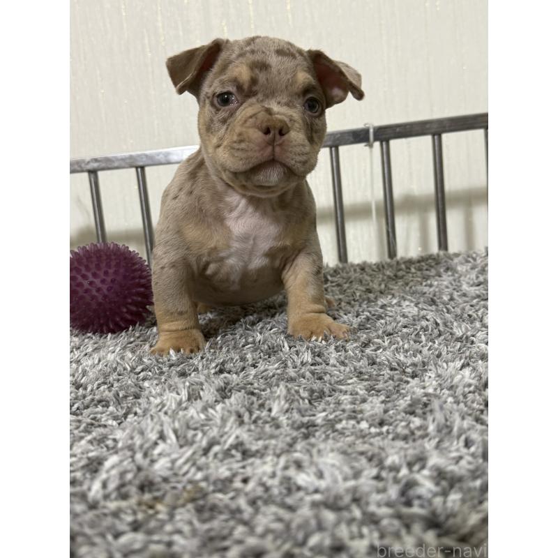 成約済の茨城県のエキゾチックブリー-432916の3枚目