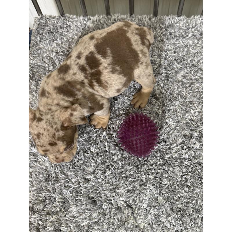 成約済の茨城県のエキゾチックブリー-432916の2枚目