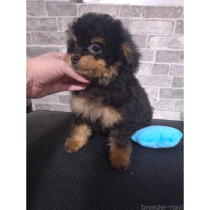 販売中の福岡県のチワプー:チワワ×トイプードル-435831の4枚目