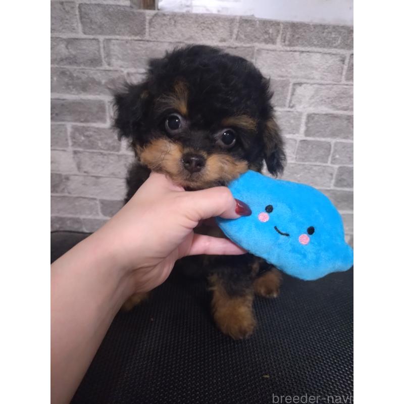 販売中の福岡県のチワプー:チワワ×トイプードル-435831の3枚目