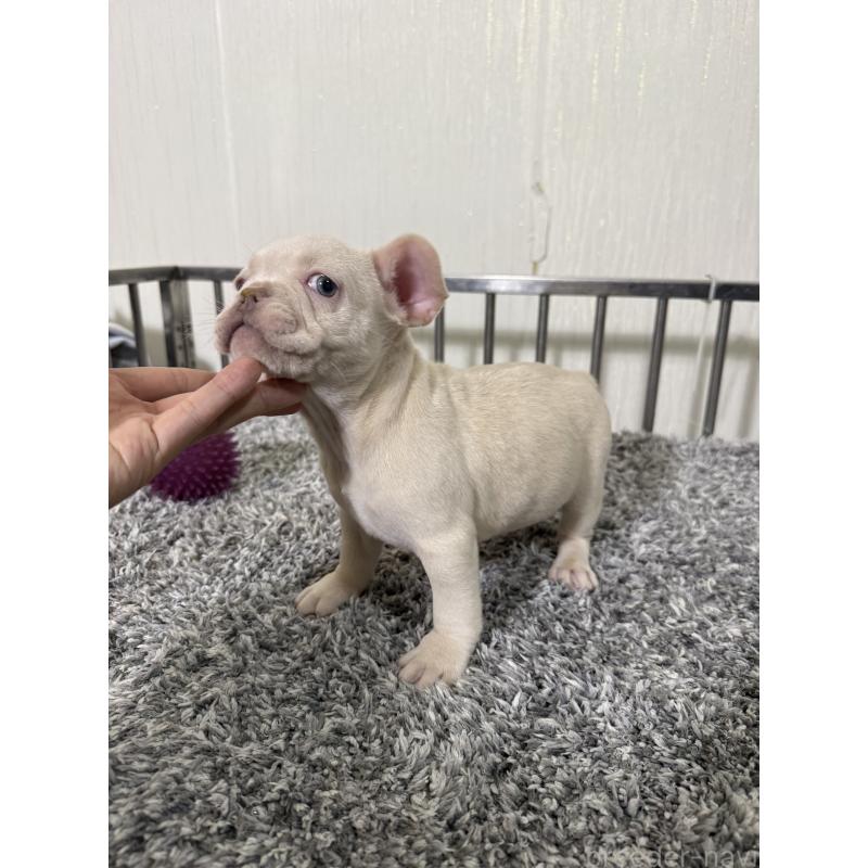 販売中の茨城県のフレンチブルドッグ-432924の4枚目