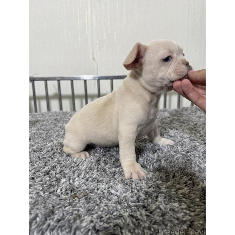 販売中の茨城県のフレンチブルドッグ-432924の3枚目