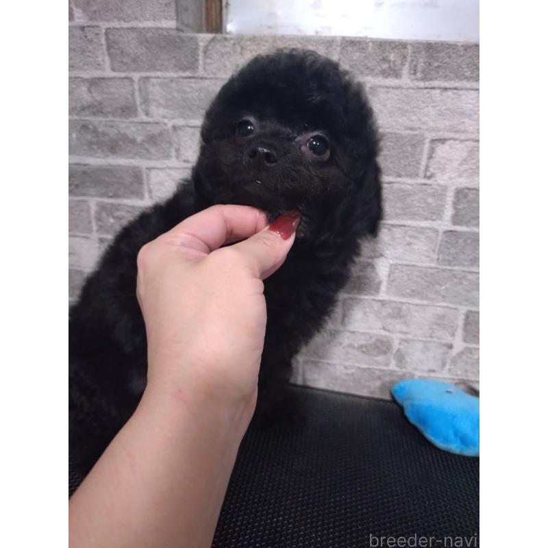 販売中の福岡県のチワプー:チワワ×トイプードル-435834の4枚目