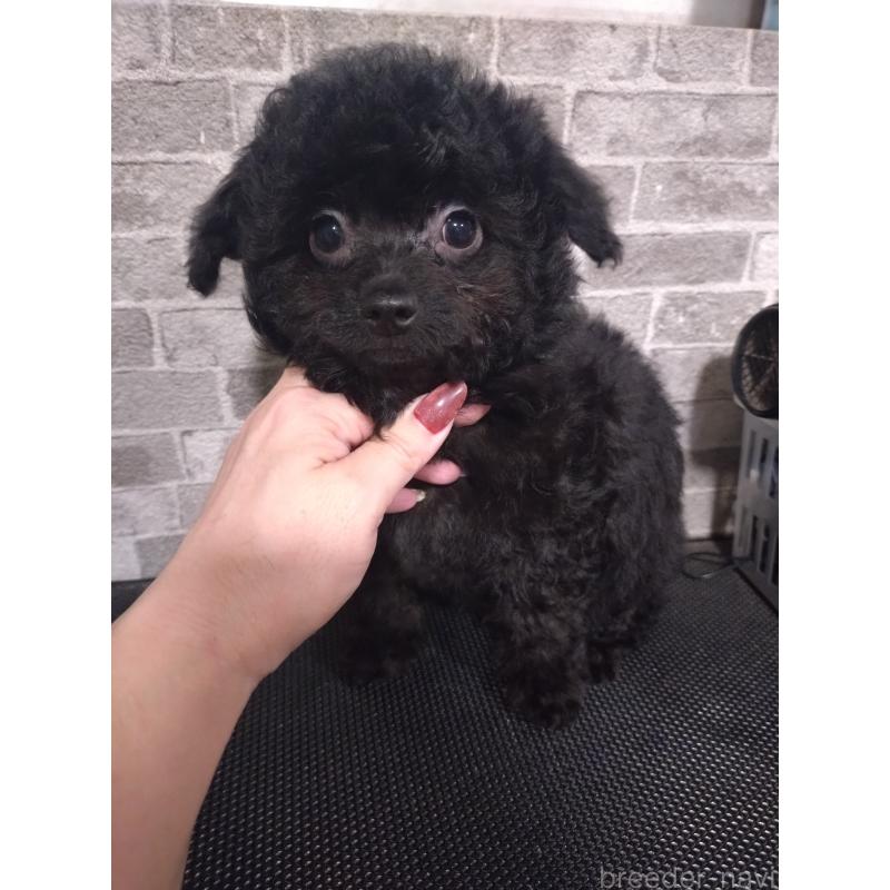 販売中の福岡県のチワプー:チワワ×トイプードル-435834の3枚目