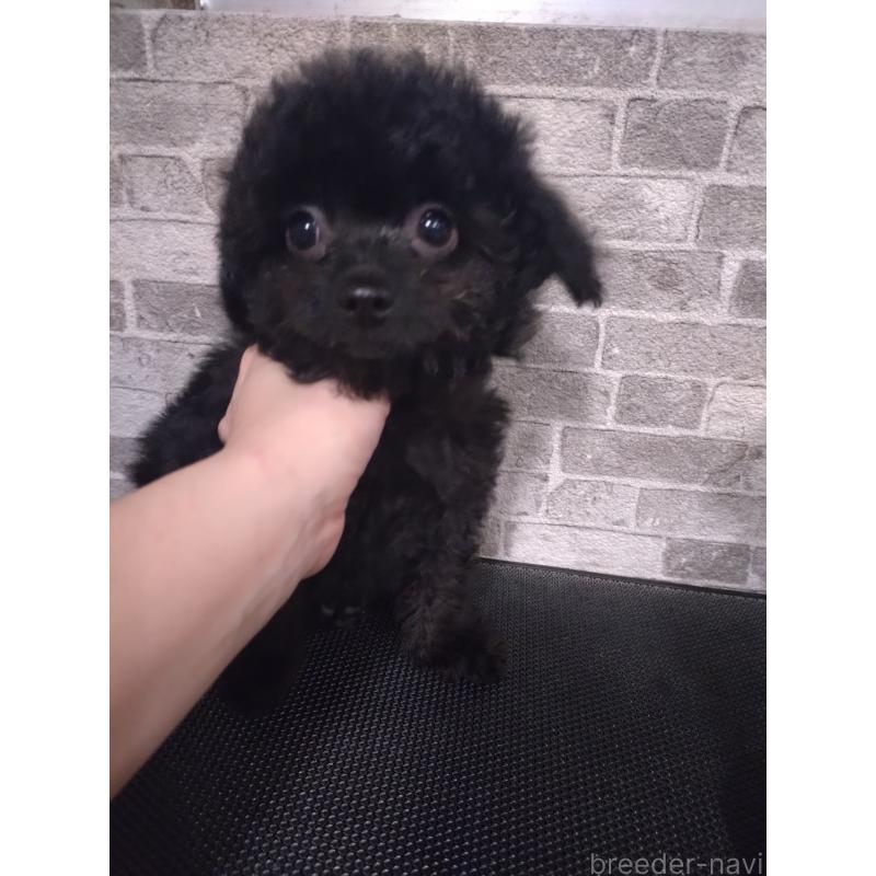 販売中の福岡県のチワプー:チワワ×トイプードル-435834の2枚目