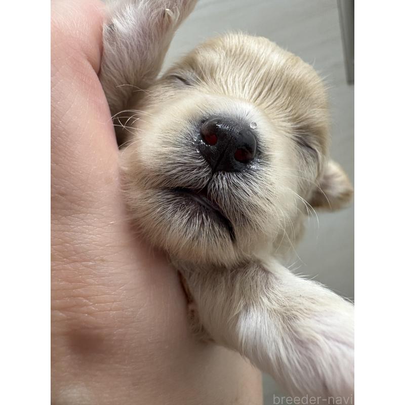 販売中の東京都のマルプー:マルチーズ×トイプードル-435840の3枚目